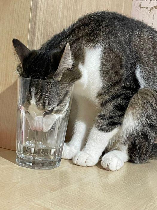 Отдам кота в хорошие руки