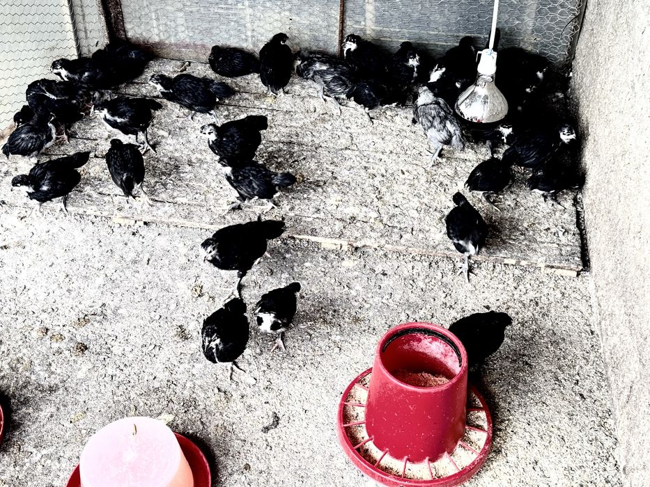 AUSTRALORP!!Cele mai ouatoare gaini din lume.Oua, pui, pui de o zi, gaini