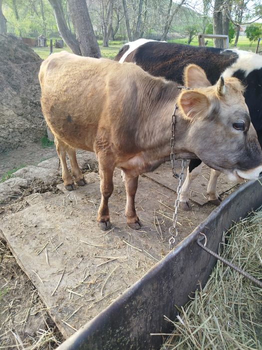 Карова алтайской породы