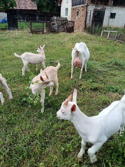 Vand o capră la prima fătare și tapi metiși sannen cu alpin francez