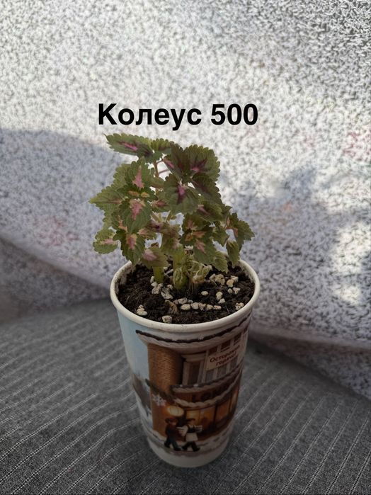 Комнатные цветы.