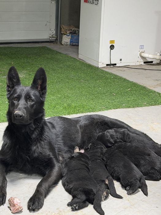 Продам щенков немецкой овчарки