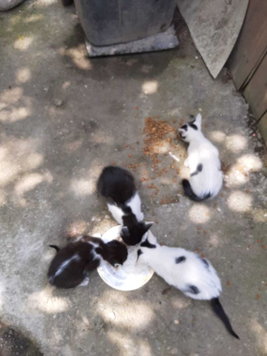 Ofer spre adoptie 4 motanei de 2 luni