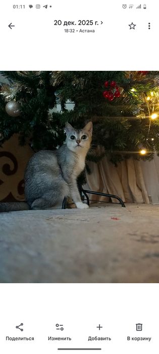 Отдам кошку скотиш стрейд