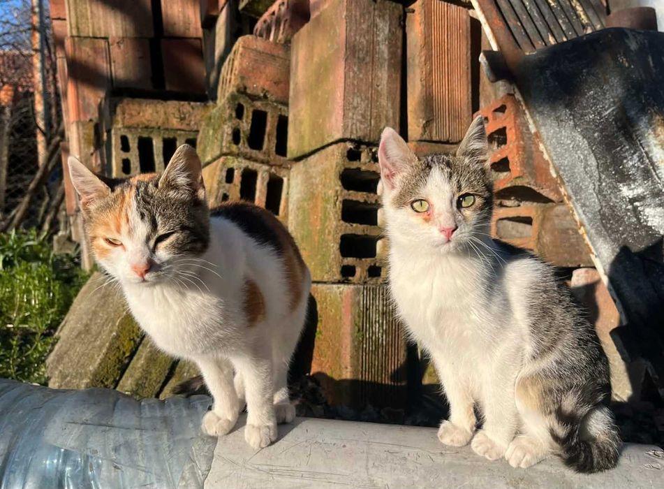 Подарявам котенца