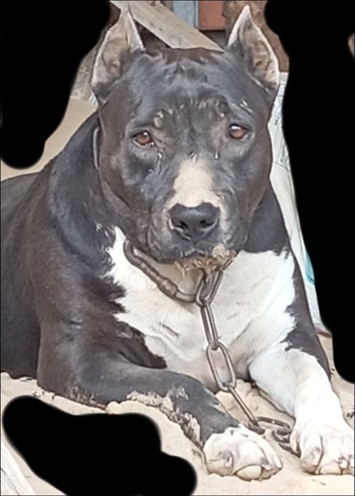 Zotdor otlar olish va olibetish