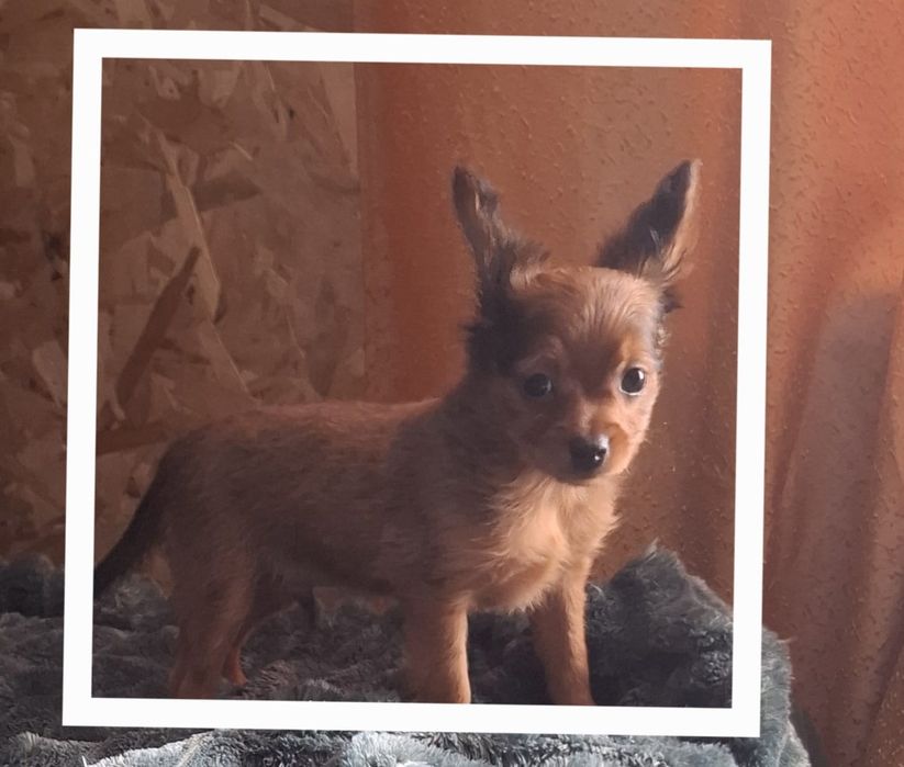 Щенок той терьера