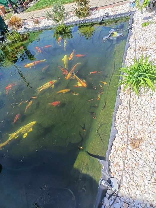 Crapi koi puiet de 1 an  crescuți acasă