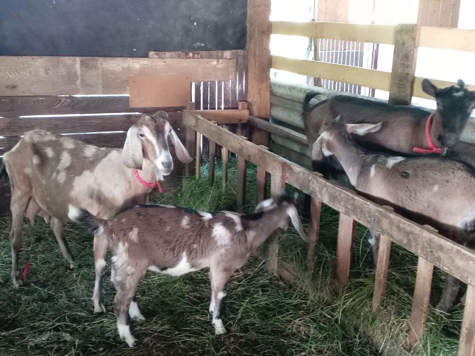 Vand capre metise angolanubianus cu alpine franceze