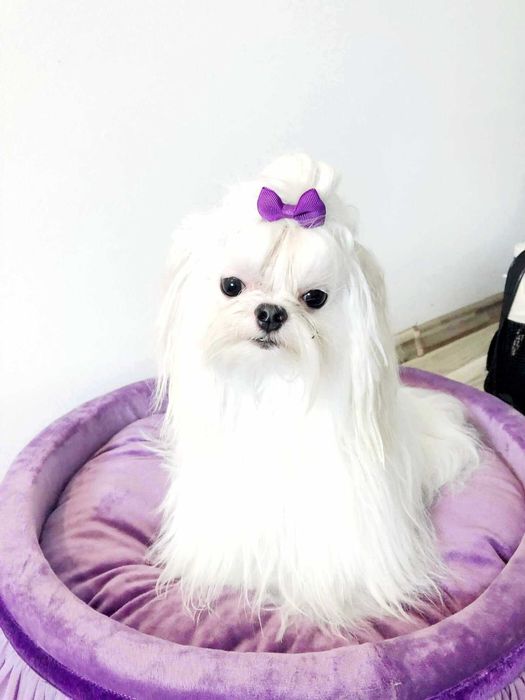 Bichon Maltez, Bichon Maltese cu Pedigree, Maltez Mini