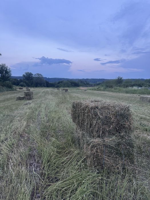 Baloți de lucernă