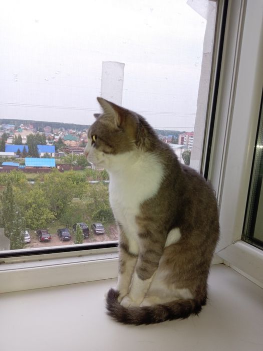 Кот британской породы