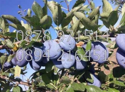 КОДг 17149. Овощна градина  8200м2, засята със сини сливи сорт Стенлей