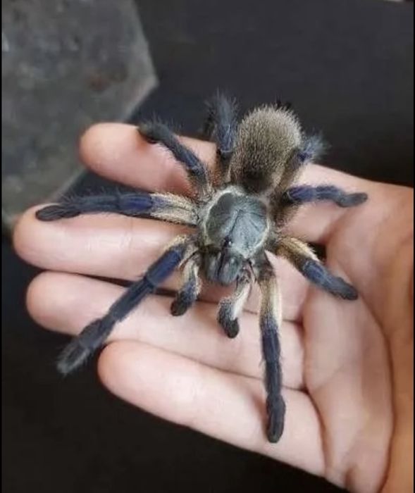 Паук птицеед Lasiodora parahibana малыши