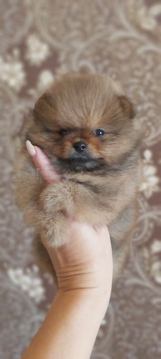 Шпицы  готовы к переезду