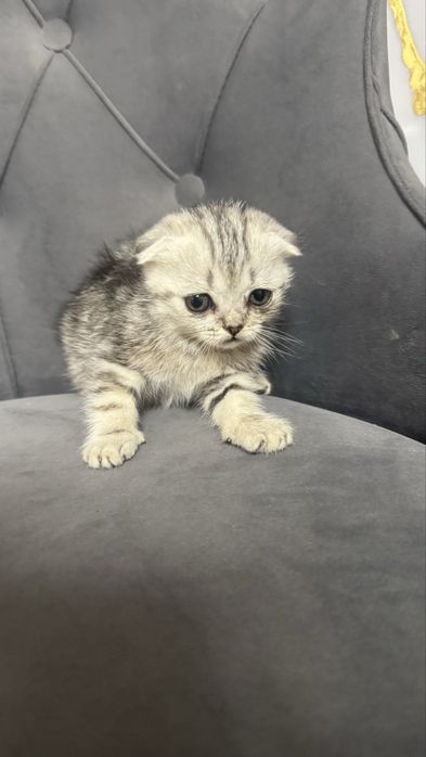 Котята шотландские скоттиш фолд