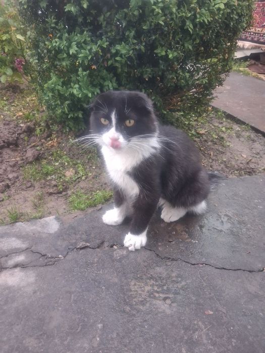 Oq qora rangli mushuk uy mushugi