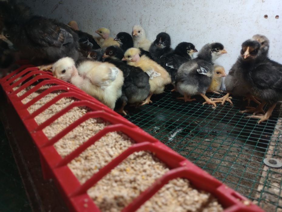 Pui de gaina rasa mixta