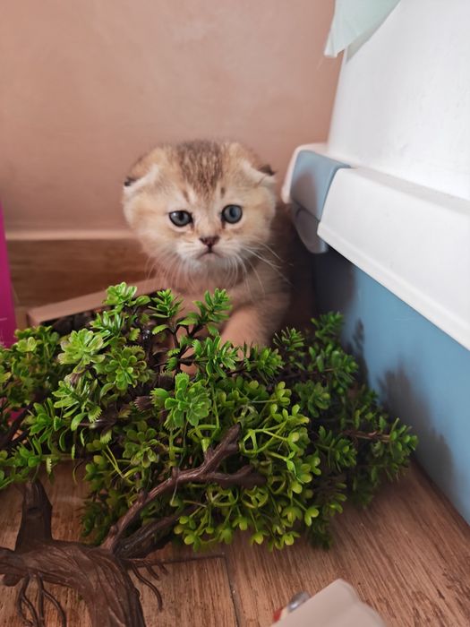 Клепоуха и правоуха чинчила