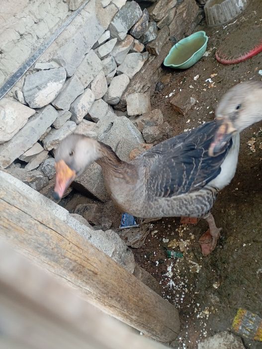 Гуси 1 год месистые