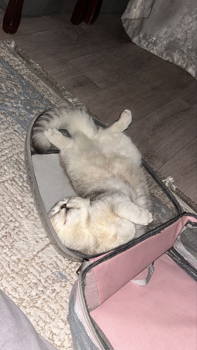 Кошка и сын (вислоухие)