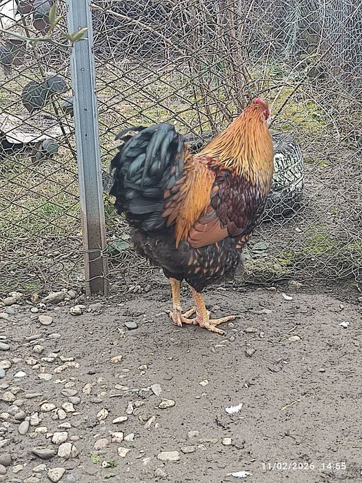 De vânzare gainuțe ..