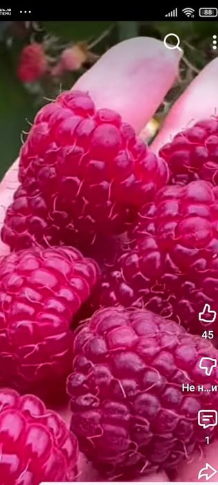 Садовые растения  , цветы