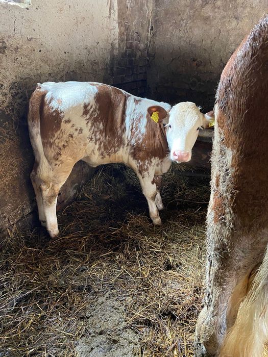 Vițea de 3 luni jud. Hunedoara