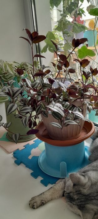 Комнатные цветы.