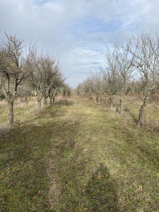 De Vanzare Teren Cocu  Sup 9440 mp Sat Popesti pret 10 lei mp