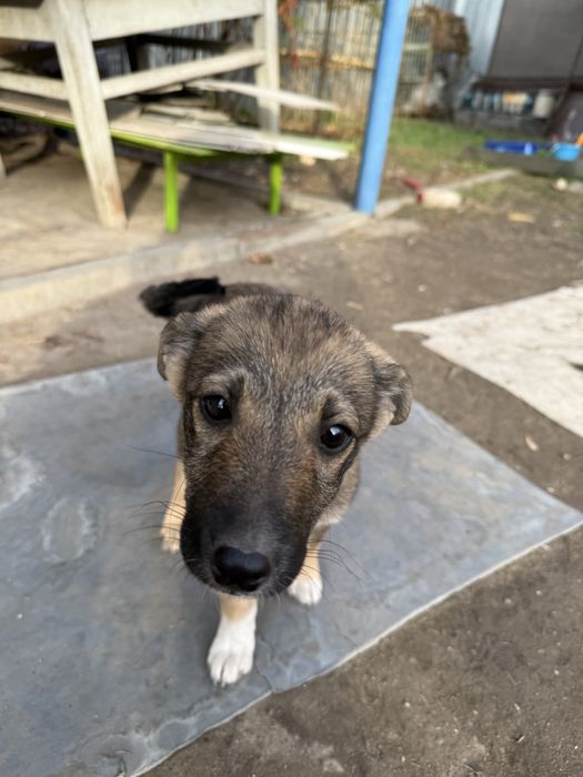 Отдам в добрые руки