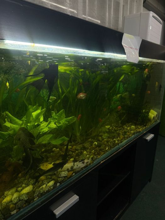 Продам аквариум вместе с рыбками