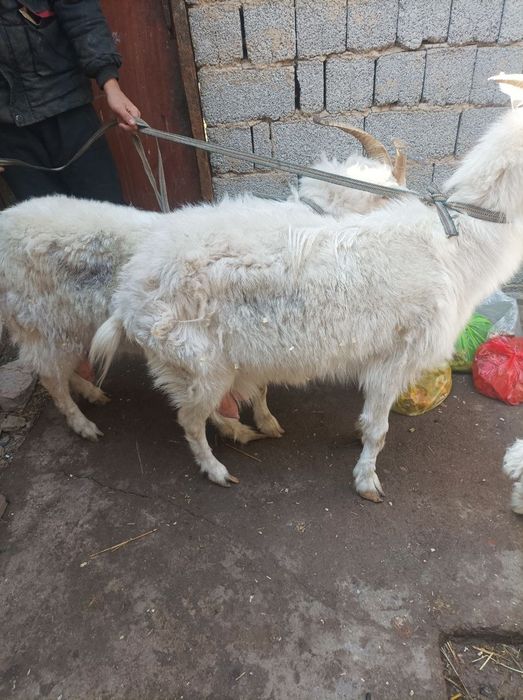 Ona bola echkila sotiladi