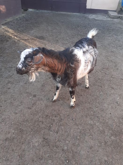 Vand tap metis Anglo-nubian