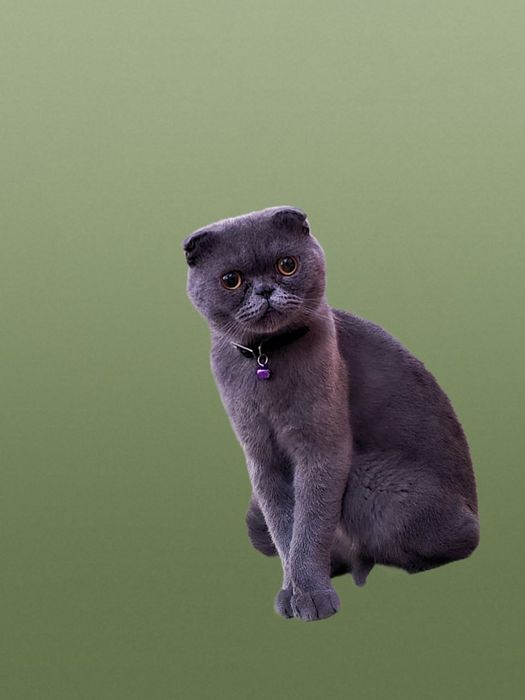 Скотч Фолд - Страйт