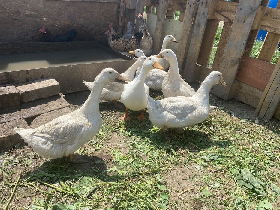 Продам пекинских уток