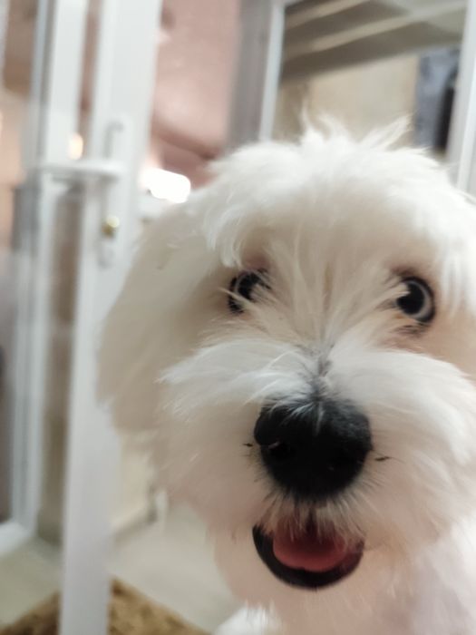 Bichon Maltez ochii albastri
