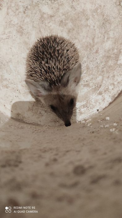 Срочно продам ушастого ручного ёжика