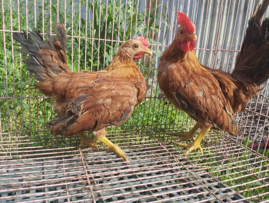 Пары двойняшки на продажу!