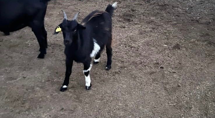Козы сатылады лактарымен