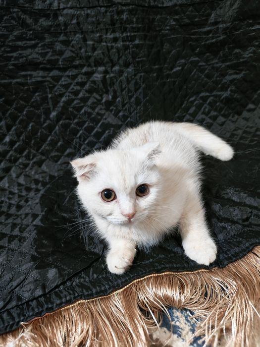 Scotish fold Продаются мама с котёнокм  100$