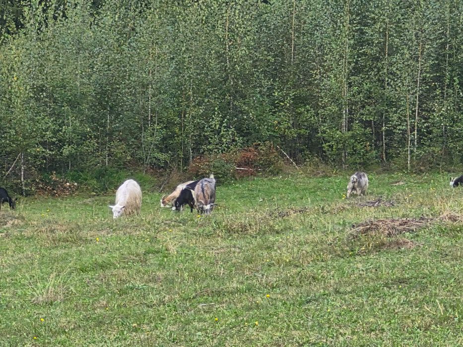Animale domestice