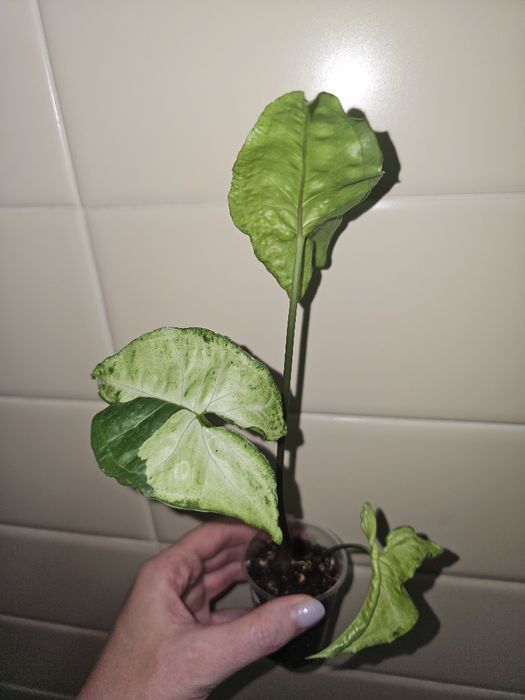 Сингониумы разные