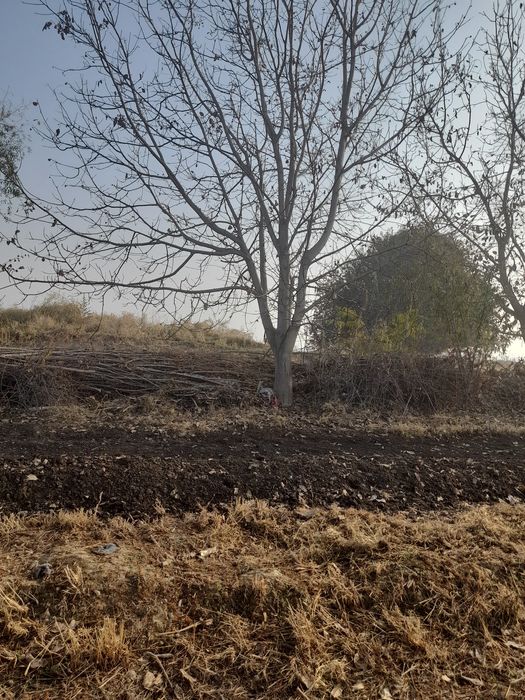 Енгок дарахти сотилади