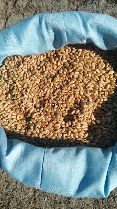 Зерно в мешках , пшеница