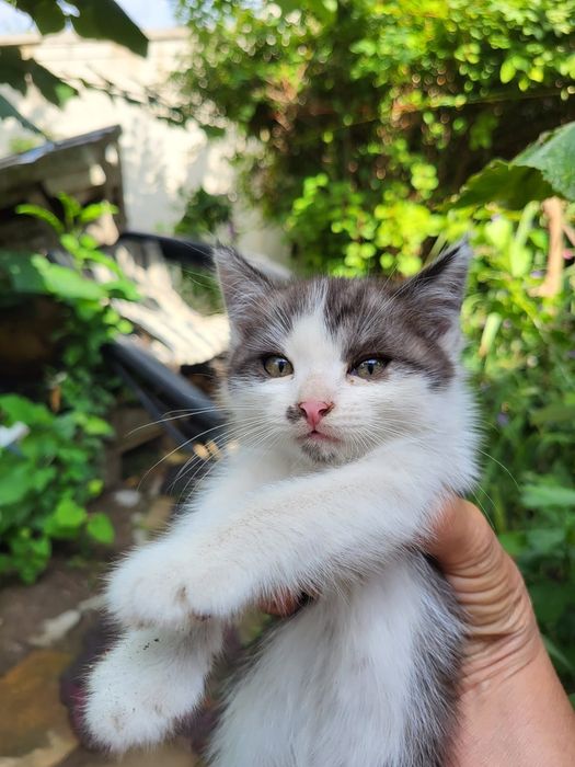Котята бесплатно