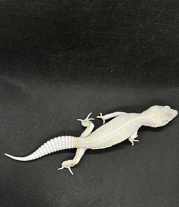 Екзотични животни широка гама- всякакви видове включително по-поръчка