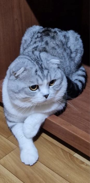 Шотланский веслоухий