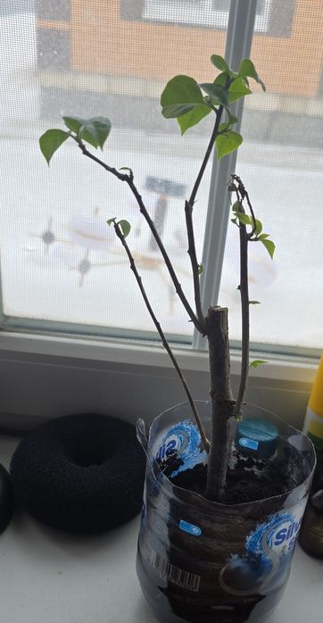 Бугенвилия цветет 10 месяцев в году