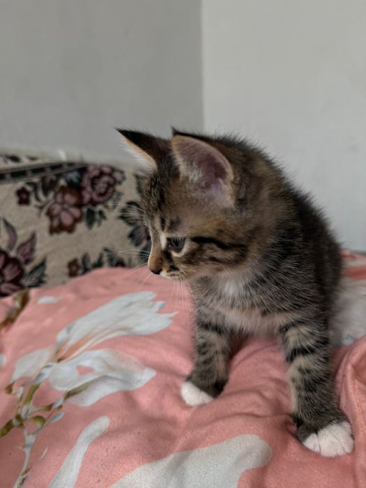 Отдам бесплатно 5кошки